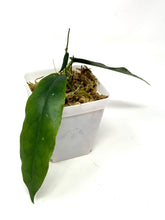 Load image into Gallery viewer, Hoya Kaimuki