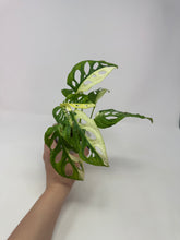 Load image into Gallery viewer, Monstera Adansonii Variegated B