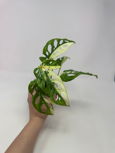 Monstera Adansonii Variegated B