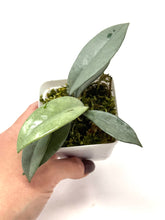 Load image into Gallery viewer, Hoya Wilbur Graves Silver A