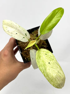Philodendron Whipple Way B
