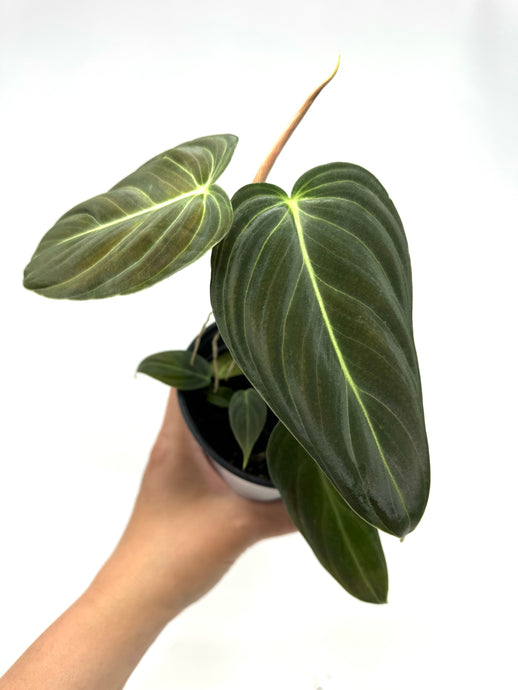 Philodendron Melanochrysum