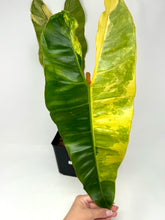 Load image into Gallery viewer, Philodendron Billietiae Variegated B