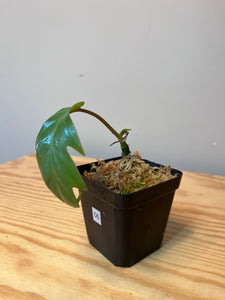 56. Philodendron Mayoi (juvenile)