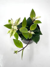 Load image into Gallery viewer, Aeschynanthus Radicans Variegated