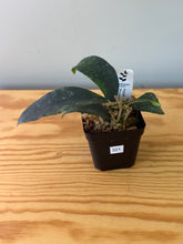 Load image into Gallery viewer, 321. Hoya Phuwuaensis