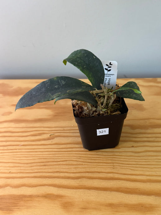 321. Hoya Phuwuaensis