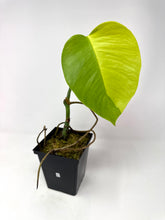 Load image into Gallery viewer, Monstera Deliciosa Aurea Variegated C