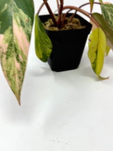 Load image into Gallery viewer, Philodendron Strawberry Shake