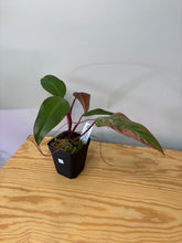 Load image into Gallery viewer, 123. Philodendron Strawberry Shake