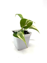 Load image into Gallery viewer, Philodendron ‘Silver Stripe’