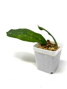 Hoya Mitrata