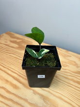 Load image into Gallery viewer, 128. Zamioculcas Zamiifolia ‘ZZ’ Variegated