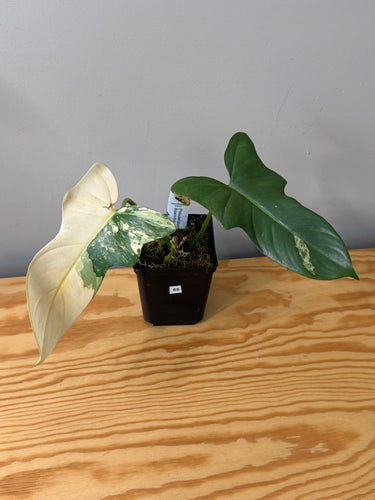 88. Philodendron Bipennifolium Variegated ‘Violin’