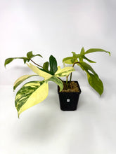 Load image into Gallery viewer, Philodendron Florida Beauty G