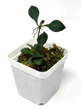 Load image into Gallery viewer, Hoya Carmelae