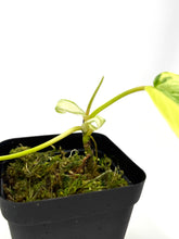 Load image into Gallery viewer, Philodendron Florida Beauty B