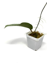 Load image into Gallery viewer, Hoya Glabra Silver C