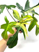 Load image into Gallery viewer, Philodendron Florida Beauty B