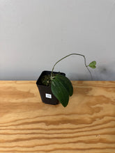 Load image into Gallery viewer, 25. Hoya Erythrostemma