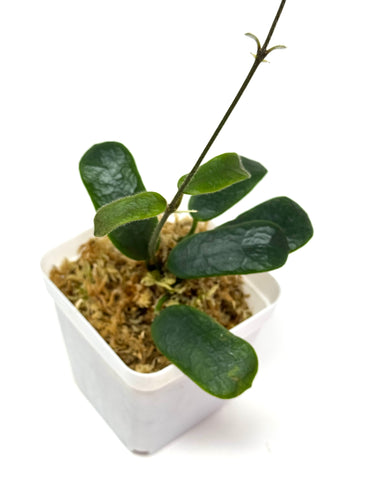 Hoya Rotundiflora