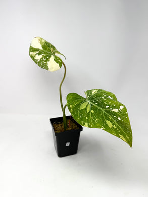 Philodendron Gloriosum Variegated B