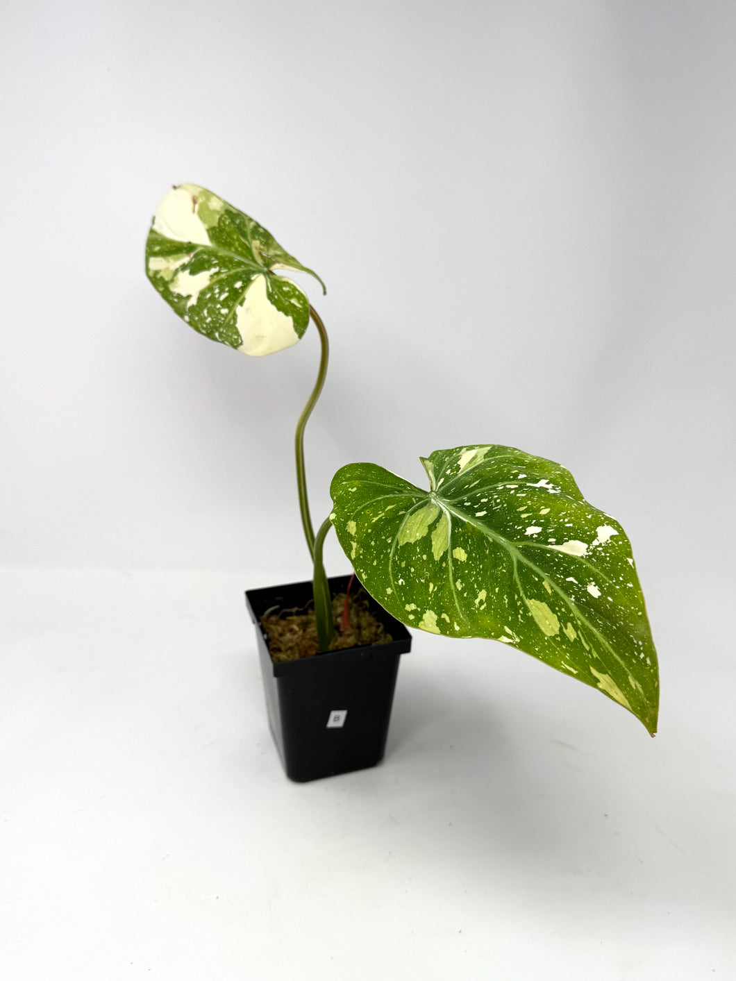Philodendron Gloriosum Variegated B