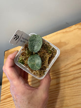 Load image into Gallery viewer, 10. Hoya Carnosa ‘Grey Ghost’