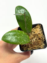 Load image into Gallery viewer, Hoya Erythrostemma ‘Shocking Pink’
