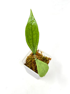 Hoya Germany Silver A