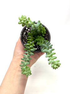 Sedum Morganianum ‘Burro’s Tail’