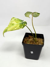 Load image into Gallery viewer, Philodendron Gloriosum Variegated A