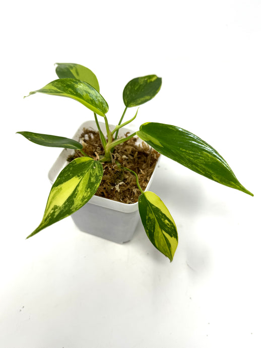 Philodendron Florida Beauty D