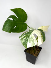Load image into Gallery viewer, Monstera Deliciosa Albo Variegated F