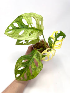 Monstera Adansonii Variegated A