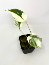Load image into Gallery viewer, Monstera Deliciosa Albo Variegated O
