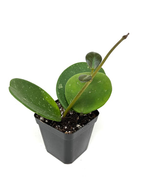 Hoya Obovata