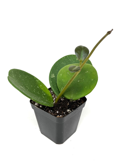 Hoya Obovata