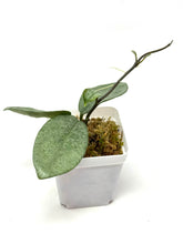 Load image into Gallery viewer, Hoya Carnosa ‘Nova Ghost’