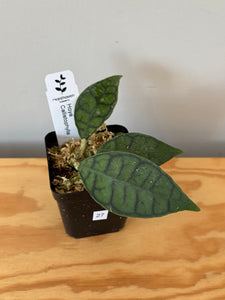 27. Hoya Callistophylla