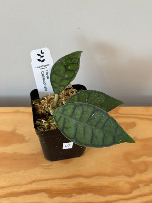 27. Hoya Callistophylla