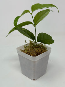 Hoya Cystiantha