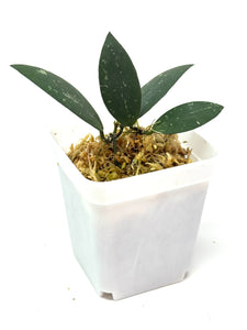 Hoya Dragon Wing (GPS7240 Hybrid)