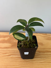 Load image into Gallery viewer, 313. Hoya Carnosa Krimson Princess