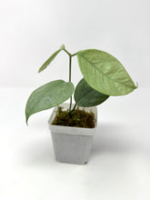 Load image into Gallery viewer, Hoya Coriacea Silver