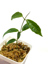 Load image into Gallery viewer, Hoya Paradisea (IM04)