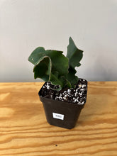 Load image into Gallery viewer, 181. Epiphyllum Guatemalense ‘Monstrosa’ ‘Orchid Cactus’ (Ships within Canada only)