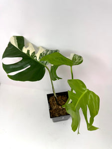 Monstera Deliciosa Albo Variegated I
