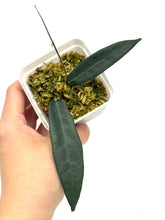 Load image into Gallery viewer, Hoya Hypolasia