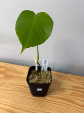 Load image into Gallery viewer, 157. Monstera Deliciosa Aurea Variegated